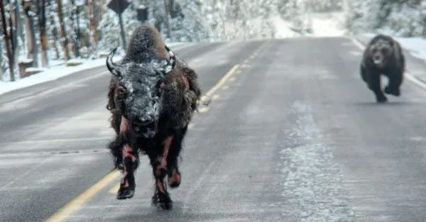 Bear Chasing Bison in Population Zero